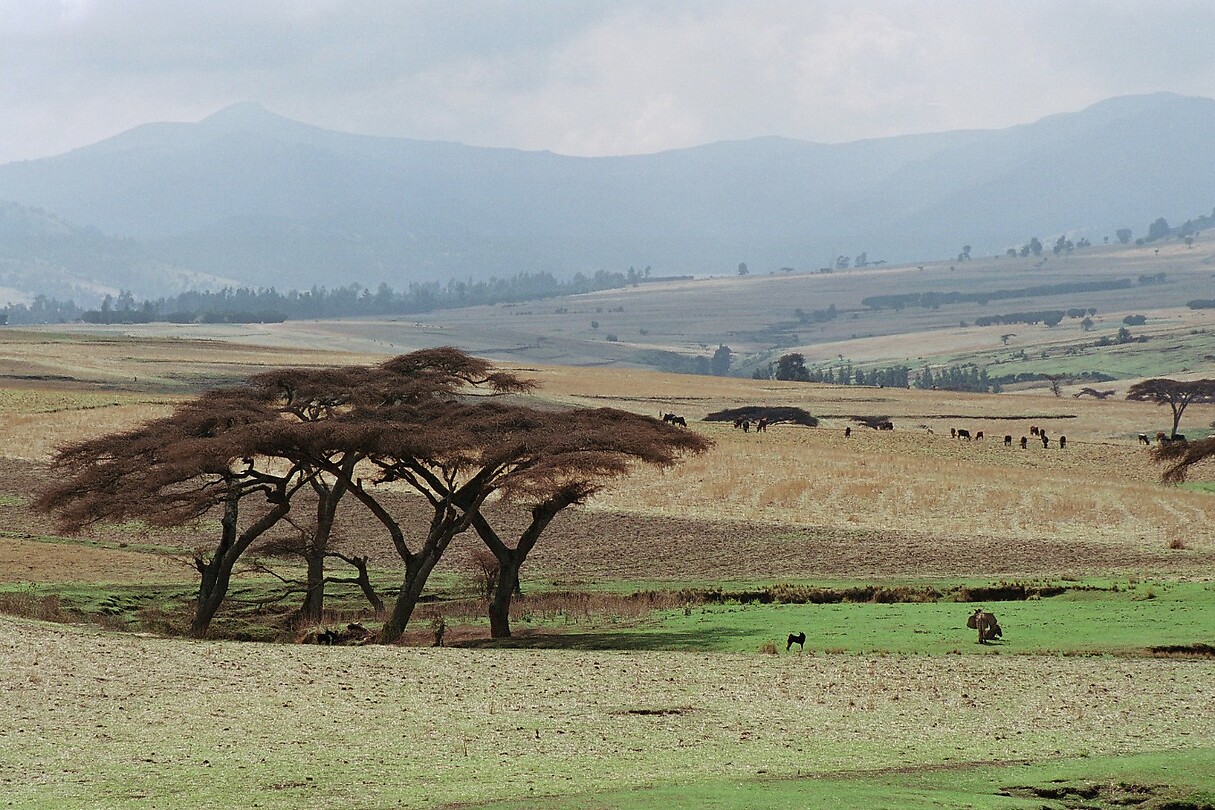 Ethiopie-typische boom