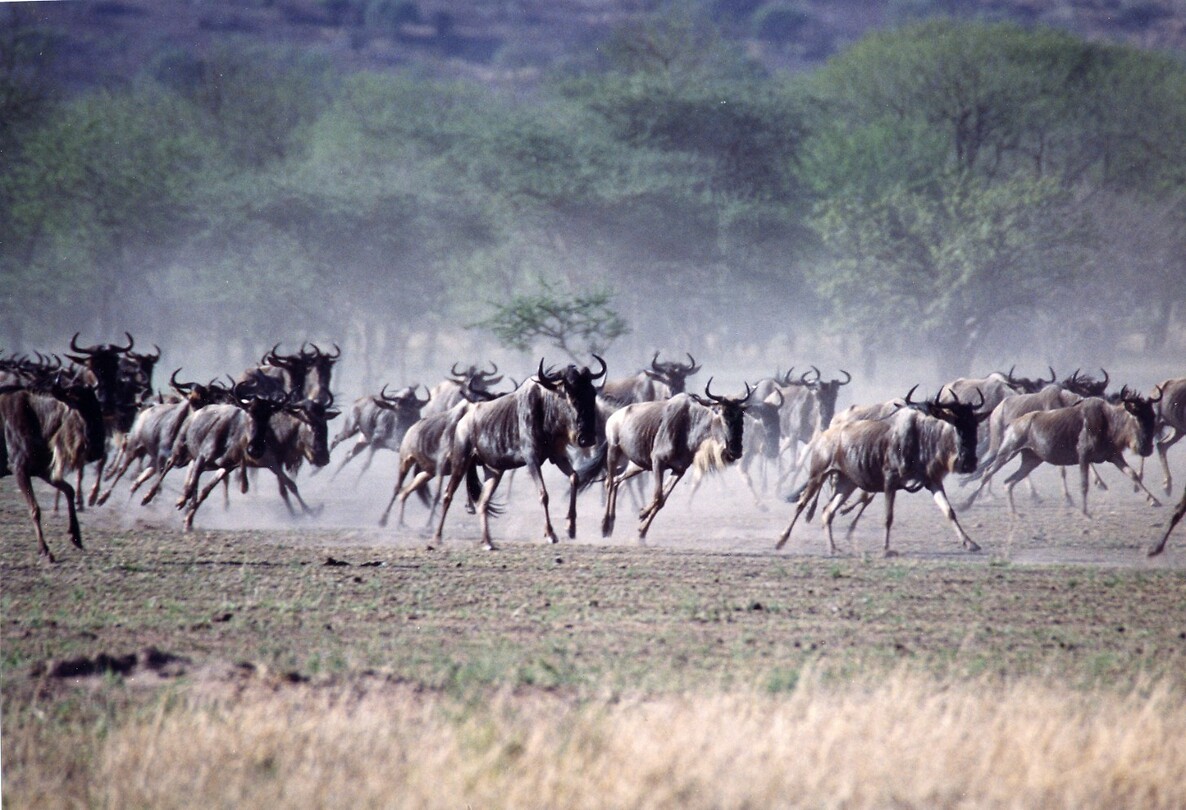 Wildebeesten