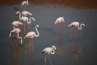 14-flamingos-zo-dichtbij