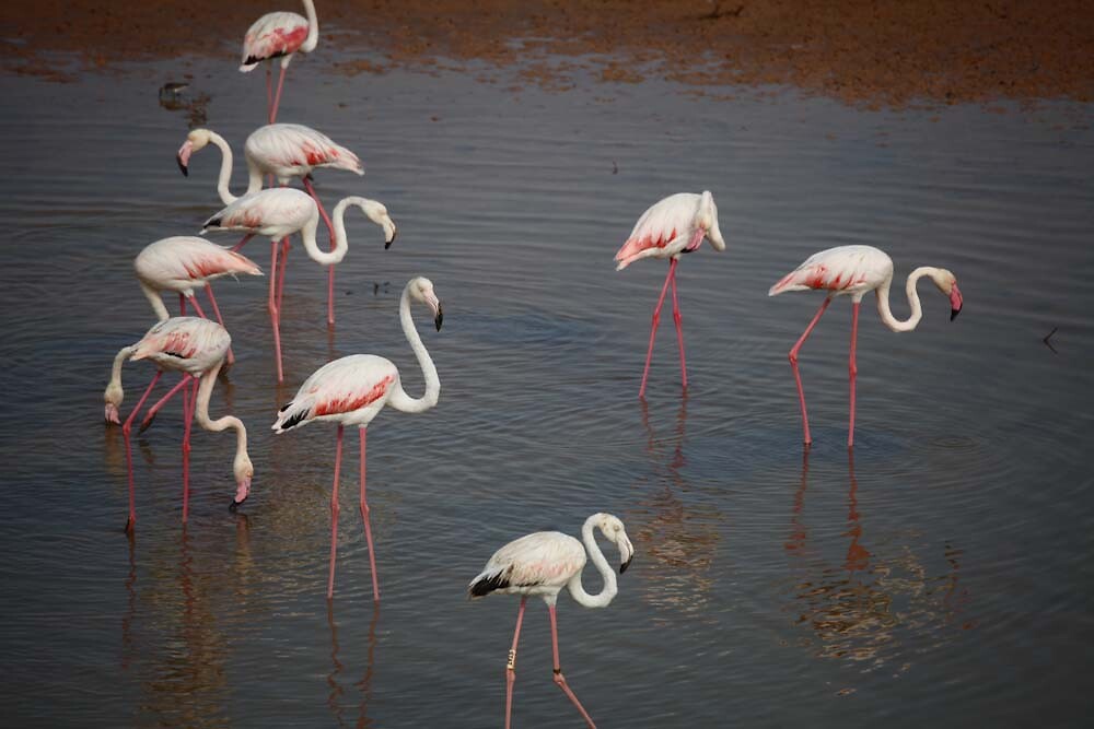 14-flamingos-zo-dichtbij