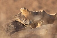 IMG_6355