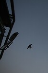 IMG_6497
