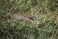 IMG_6574