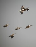 IMG_6599