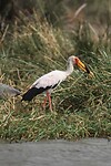 IMG_6611