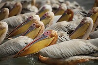 IMG_6677