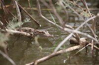 IMG_6783