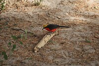 IMG_7042
