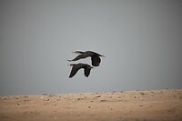 IMG_7116