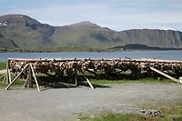IMG_7954