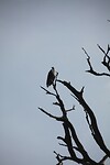 IMG_9798