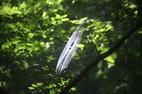 IMG_0035