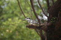 IMG_9910