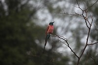 IMG_9940