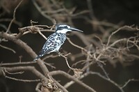 IMG_9976