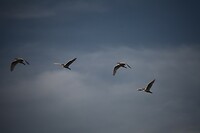 IMG_0082