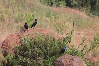IMG_0206
