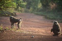 IMG_0244