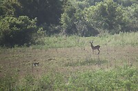 IMG_0286