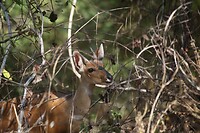 IMG_0337