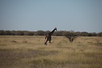 IMG_6474