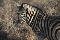 IMG_6952