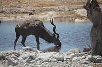 IMG_7008