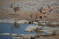 IMG_7046