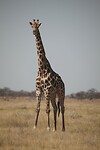 IMG_7166