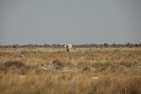 IMG_7167