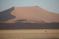 IMG_7966