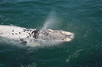IMG_8955