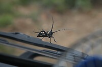 IMG_9674