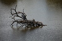IMG_9731