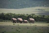 IMG_9774