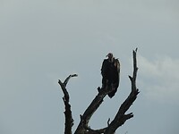 DSCN4236