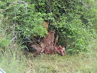 DSCN4249