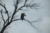 IMG_1388