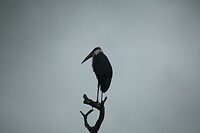 IMG_1464