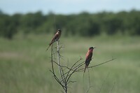 IMG_0703