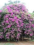 dscn6698