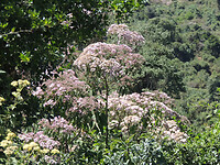 dscn7681_0