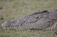 IMG_7186
