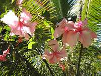 DSCN0783