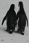 IMG_5786