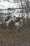 IMG_1496