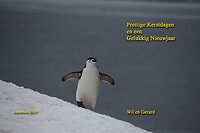 2010 Penguin in Antartica