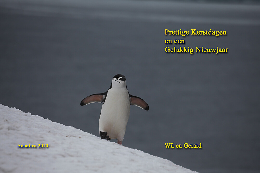 2010 Penguin in Antartica