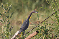 IMG_3334