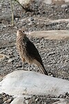 IMG_3459